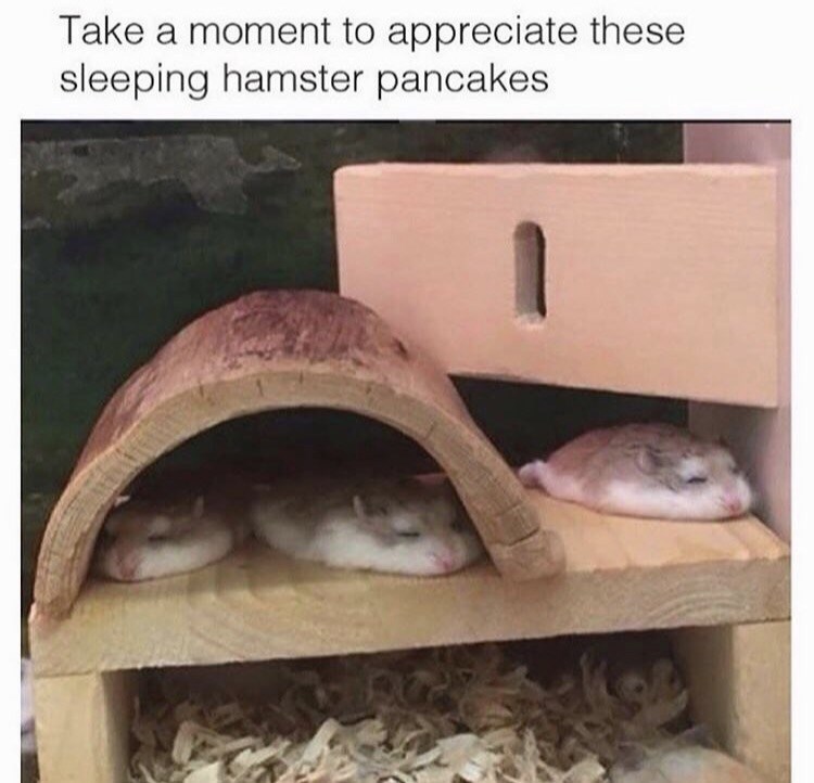 sleeping hamster pancakes - Take a moment to appreciate these sleeping hamster pancakes
