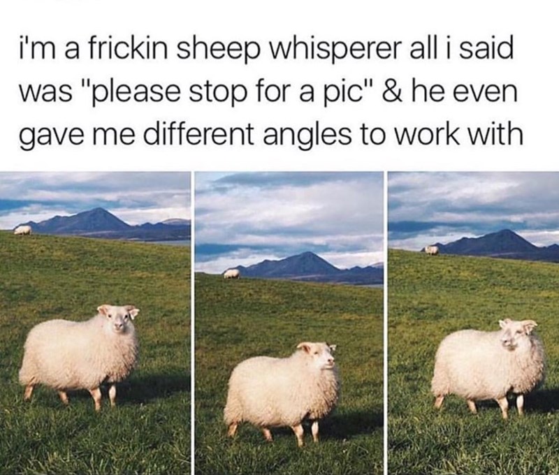 sheep whisperer - i'm a frickin sheep whisperer all i said was "please stop for a pic" & he even gave me different angles to work with