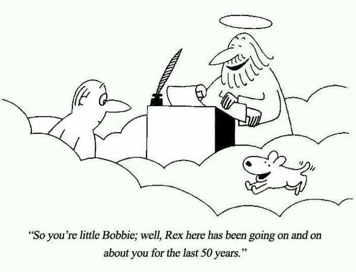 dog waiting in heaven - n "So you're little Bobbie; well, Rex here has been going on and on about you for the last 50 years."
