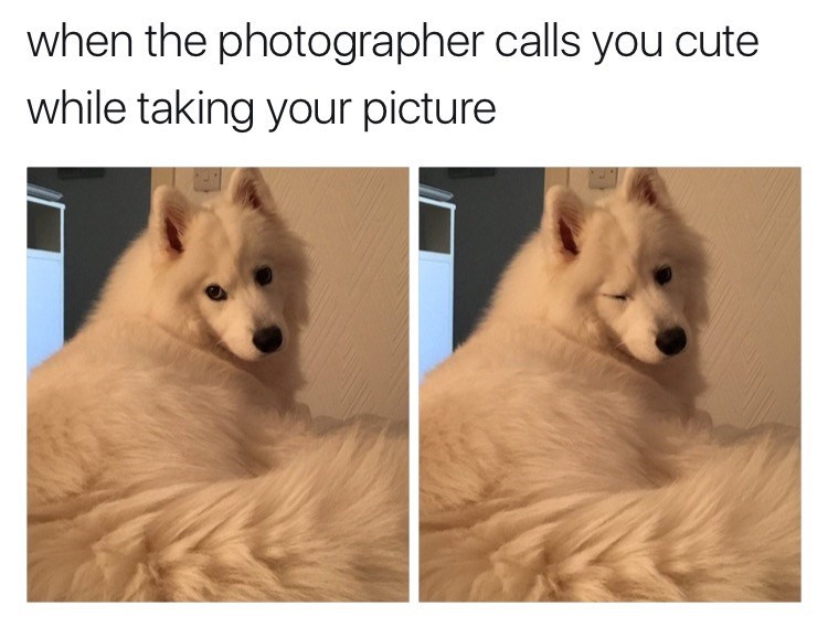 photographer calls you cute - when the photographer calls you cute while taking your picture