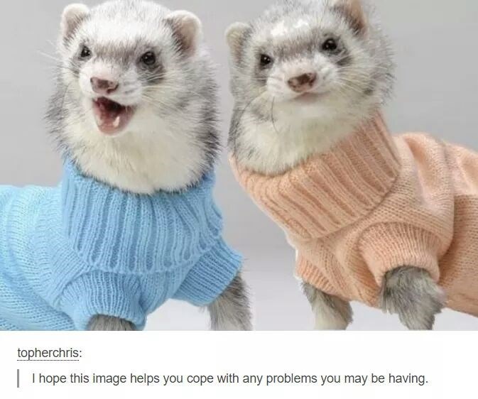 ferrets in sweaters - topherchris | I hope this image helps you cope with any problems you may be having.