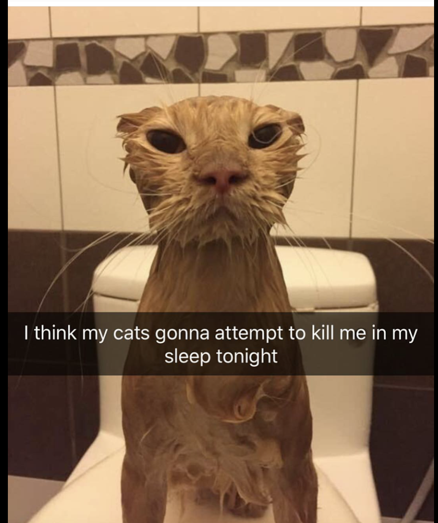 funny animals - I think my cats gonna attempt to kill me in my sleep tonight