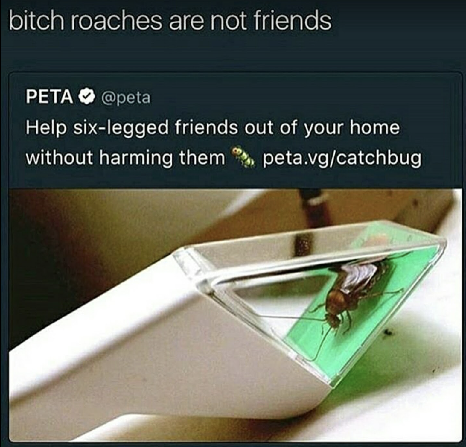 mf uh roach - bitch roaches are not friends Peta Help sixlegged friends out of your home without harming them peta.vgcatchbug