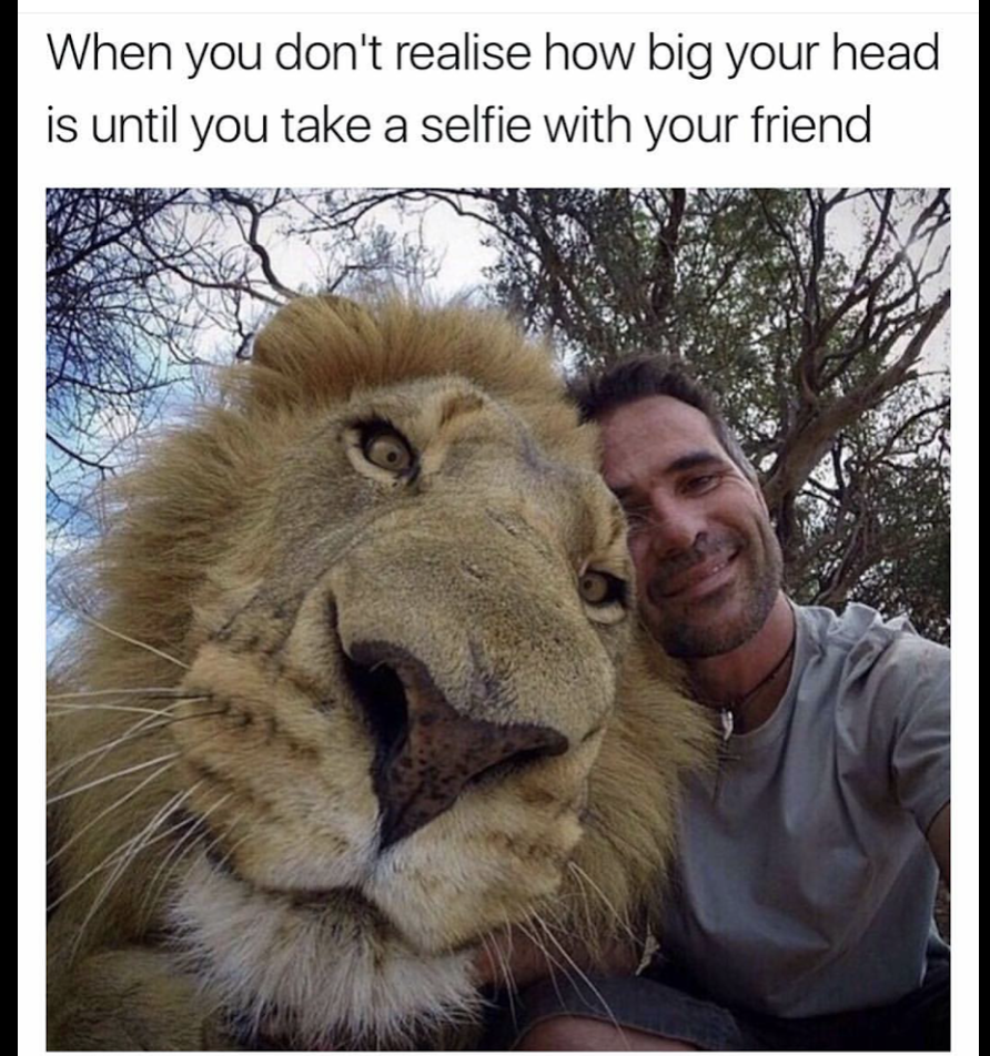 selfie with lion - When you don't realise how big your head is until you take a selfie with your friend