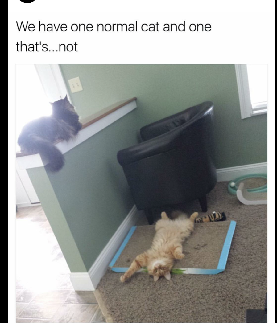 dog - We have one normal cat and one that's...not