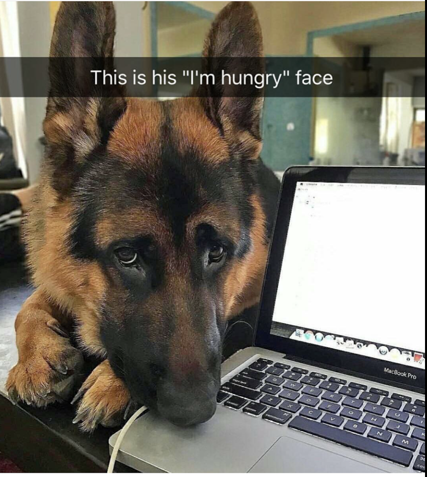 german shepherd funny memes - This is his "I'm hungry" face Mikro