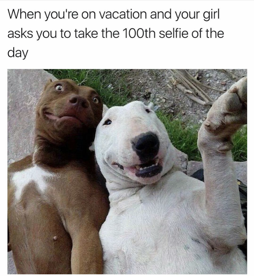 funny pets - When you're on vacation and your girl asks you to take the 100th selfie of the day