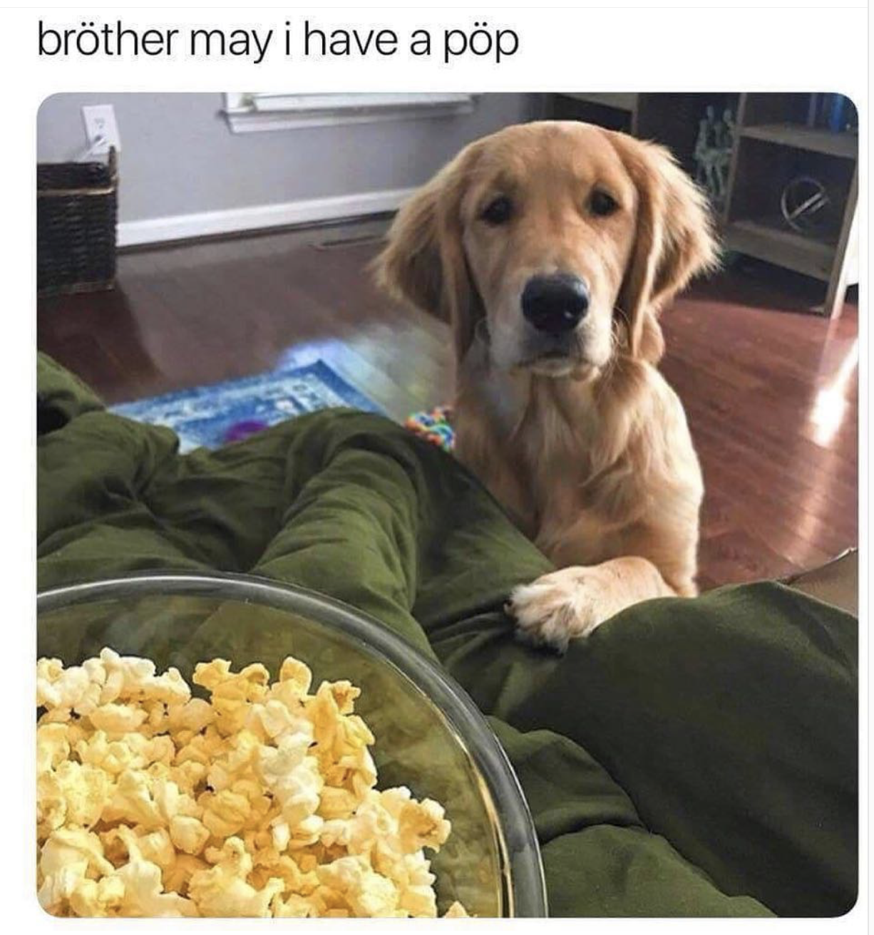 funny memes wholesome dogs - brother may i have a pp