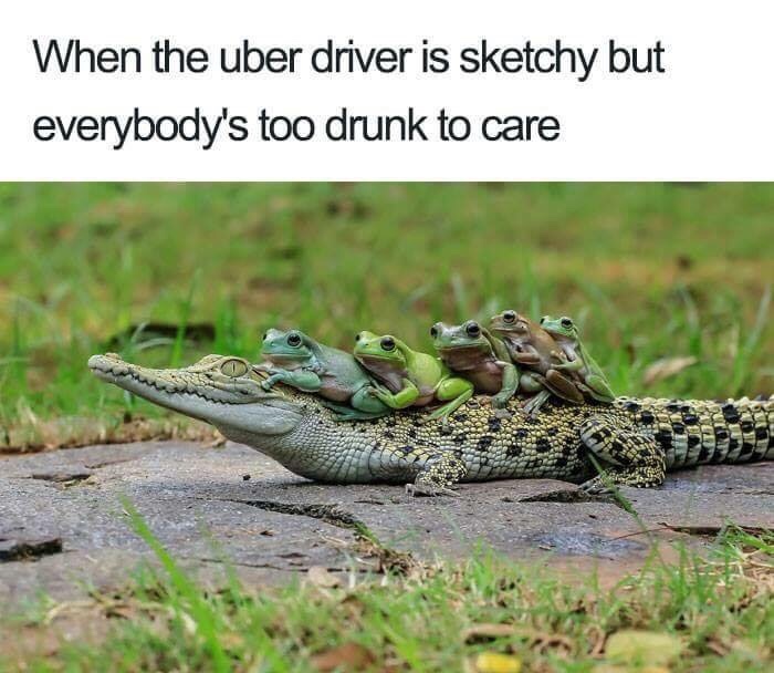 memes - uber memes animals - When the uber driver is sketchy but everybody's too drunk to care