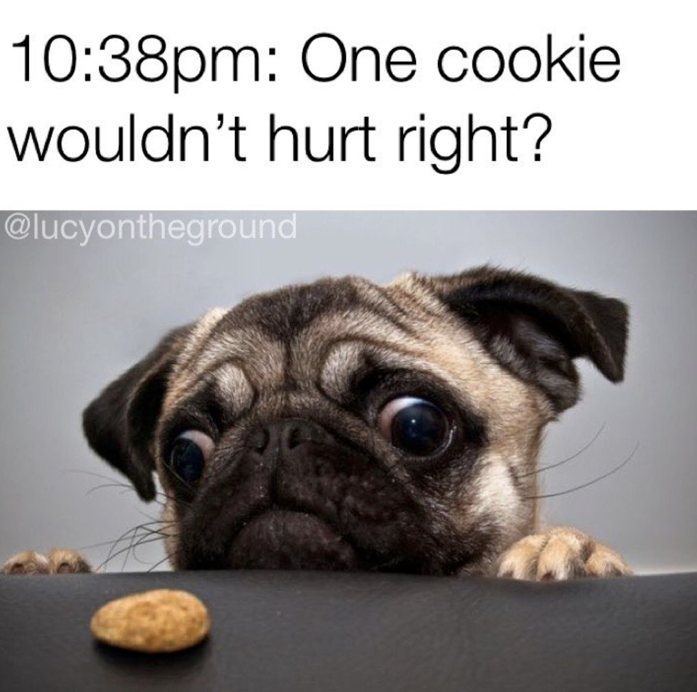 memes - funny animal memes - pm One cookie wouldn't hurt right?