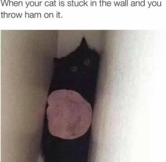 your cat is stuck in the wall - When your cat is stuck in the wall and you throw ham on it.