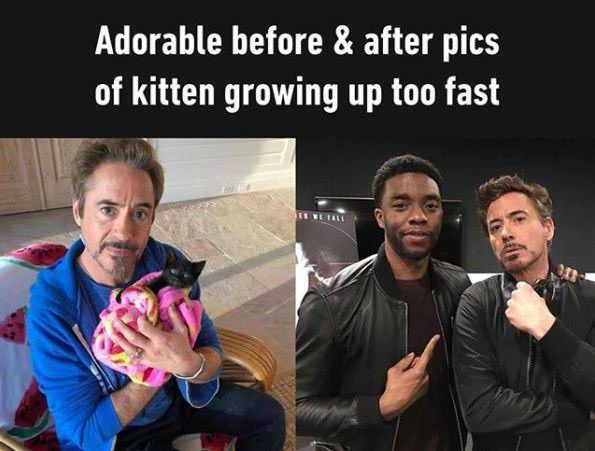 robert downey jr kitten - Adorable before & after pics of kitten growing up too fast
