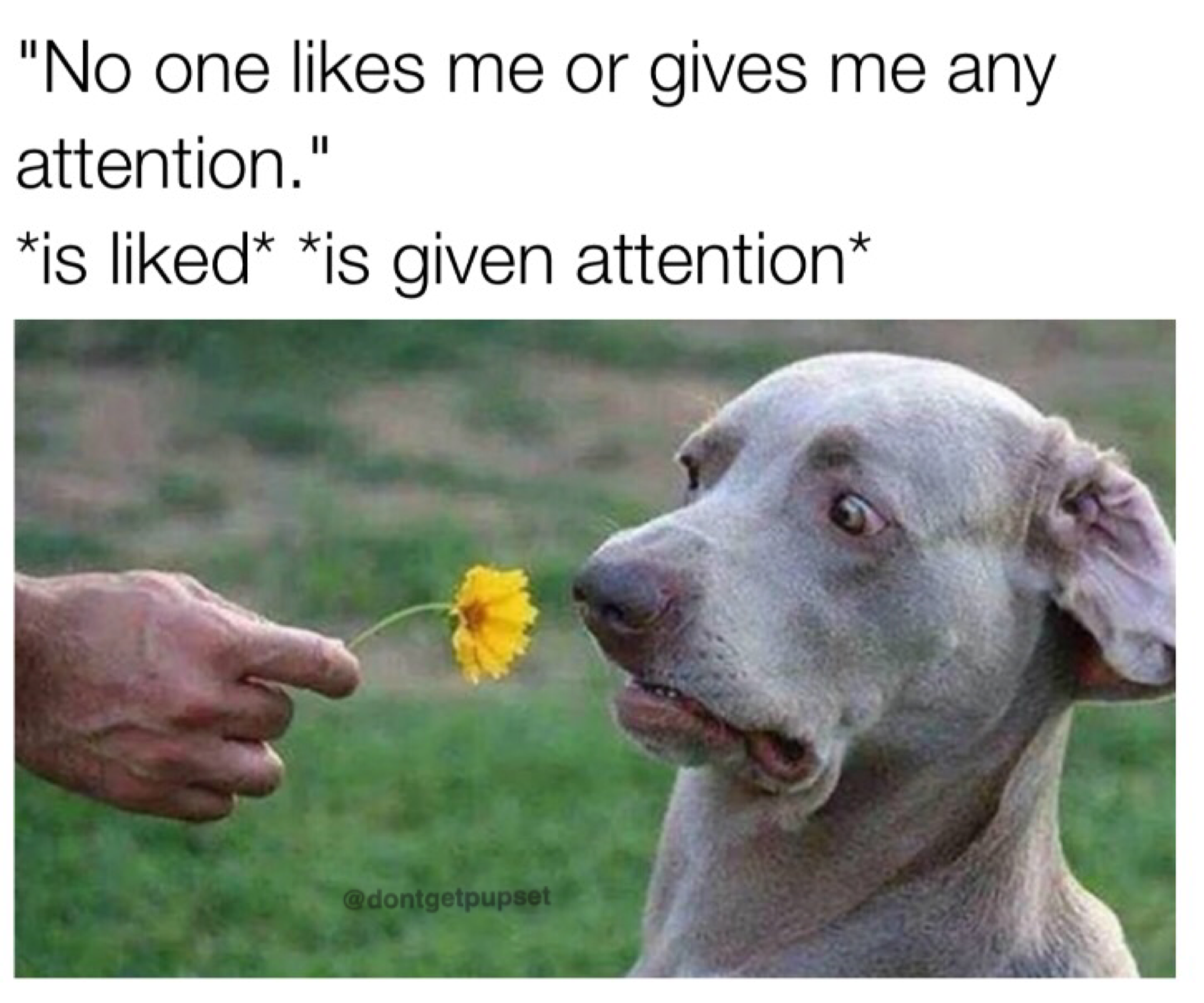 memes - smell the flowers funny - "No one me or gives me any attention." is d is given attention