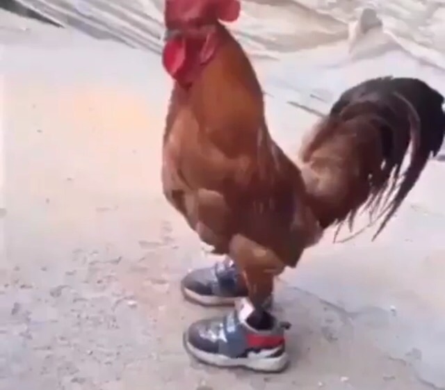 memes - rooster with shoes gif