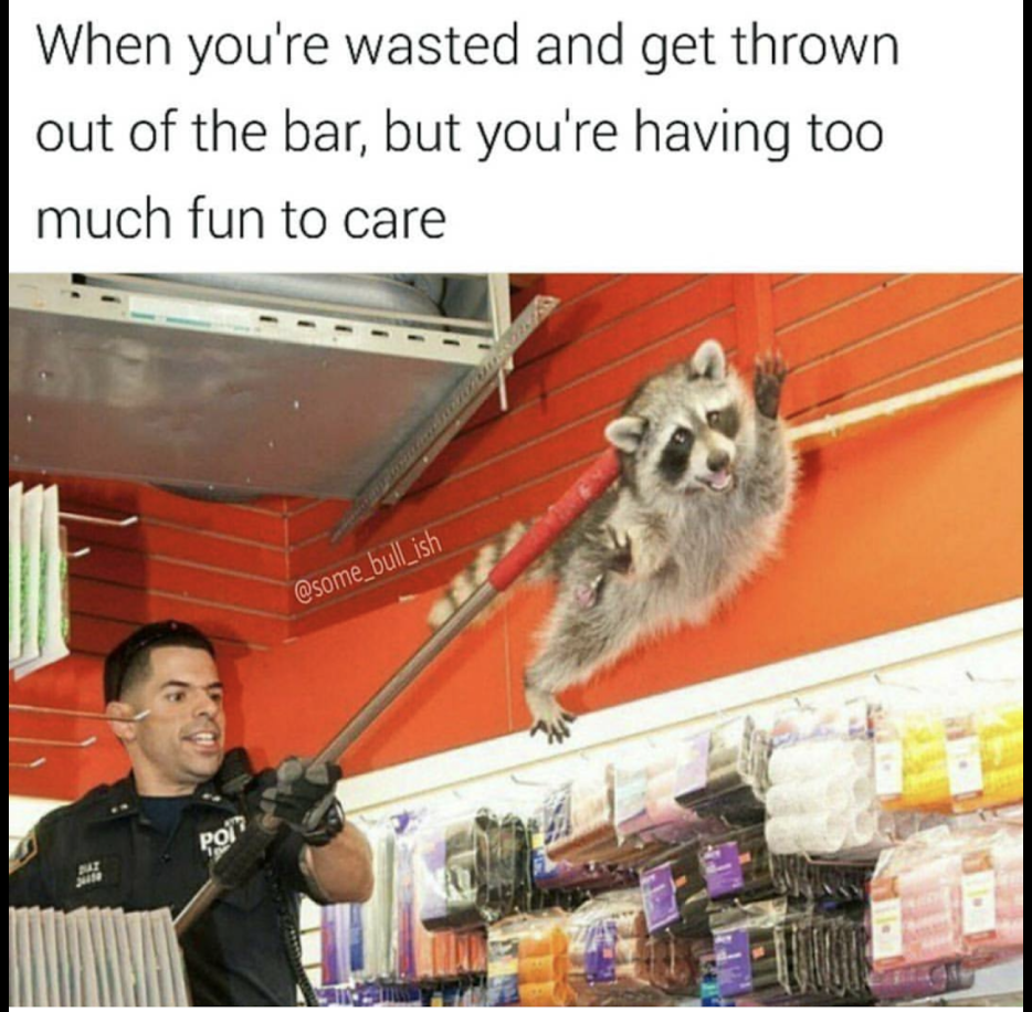 memes - nypd raccoon - When you're wasted and get thrown out of the bar, but you're having too much fun to care