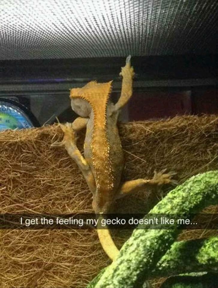 memes - funny lizard - I get the feeling my gecko doesn't me...