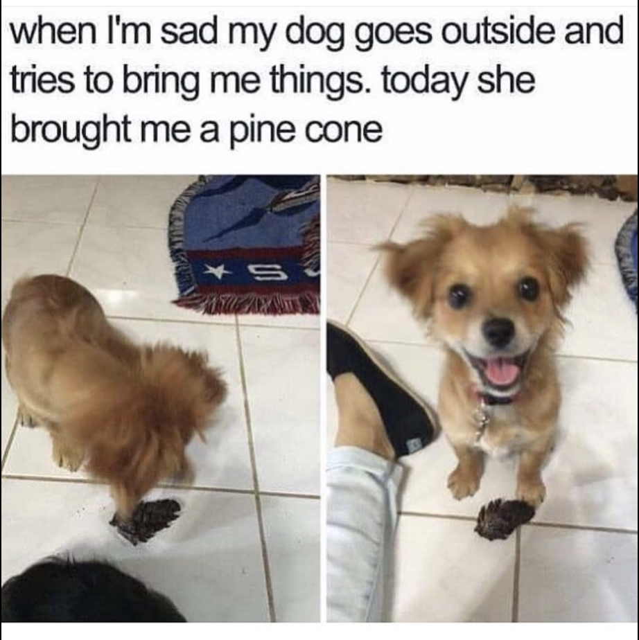 memes - happy dog memes - when I'm sad my dog goes outside and tries to bring me things. today she brought me a pine cone