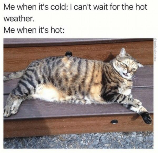 memes - funny hot weather memes - Me when it's cold I can't wait for the hot weather. Me when it's hot tank sinatrs