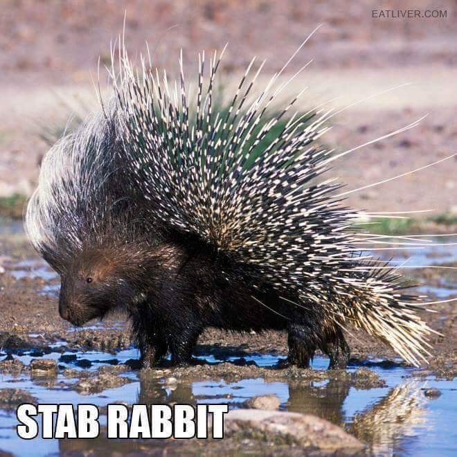memes - animals should be named - Eatliver.Com Stab Rabbit
