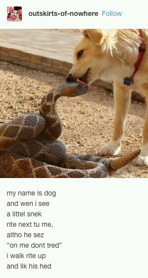 memes - my name is dog meme - outskirtsofnowhere my name is dog and wen i see a littel snek rite next tu me, altho he sez "on me dont tred" I walk rite up and lik his hed