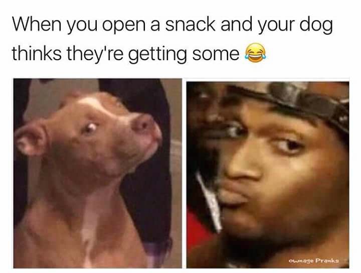 memes - snack meme - When you open a snack and your dog thinks they're getting some e Ownage Pranks
