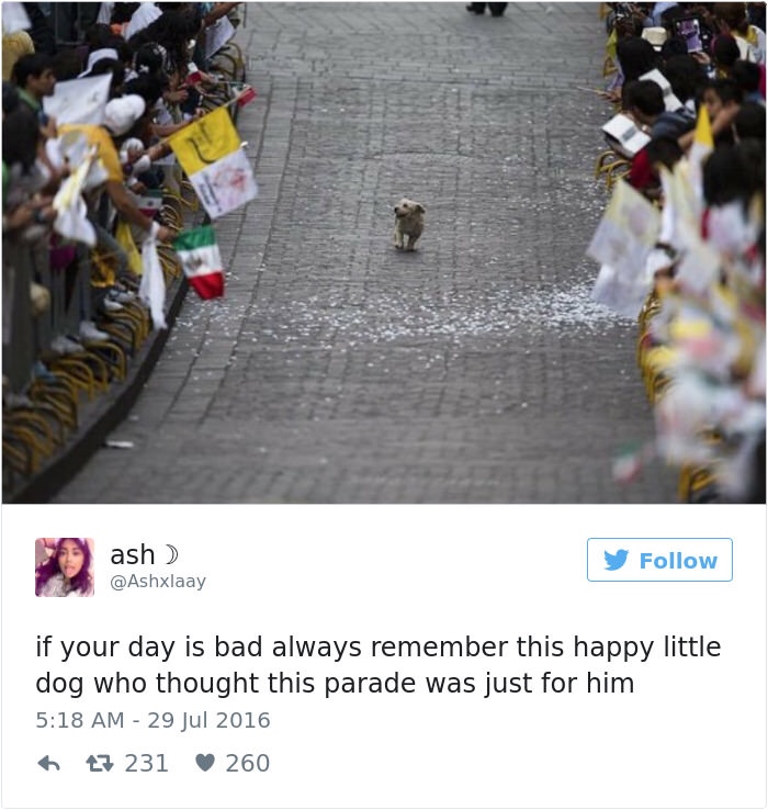 memes - dog parade meme - ash y if your day is bad always remember this happy little dog who thought this parade was just for him 13 231 260