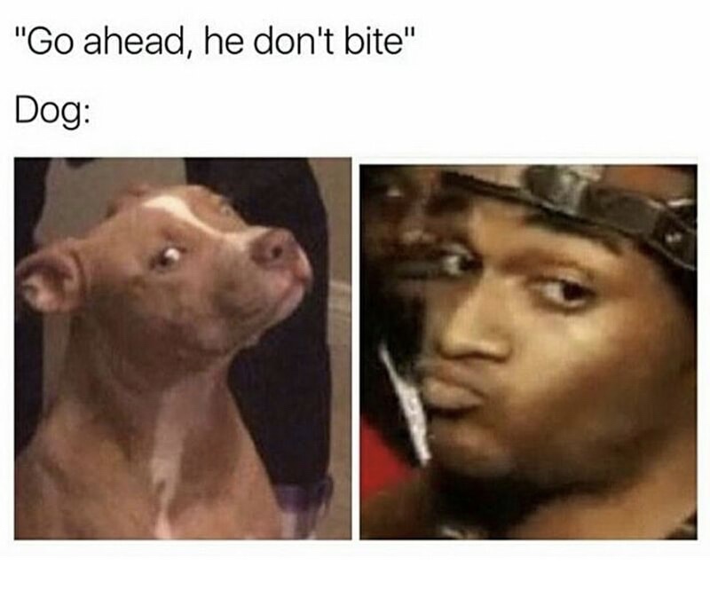 memes - you open a snack and your dog - "Go ahead, he don't bite" Dog