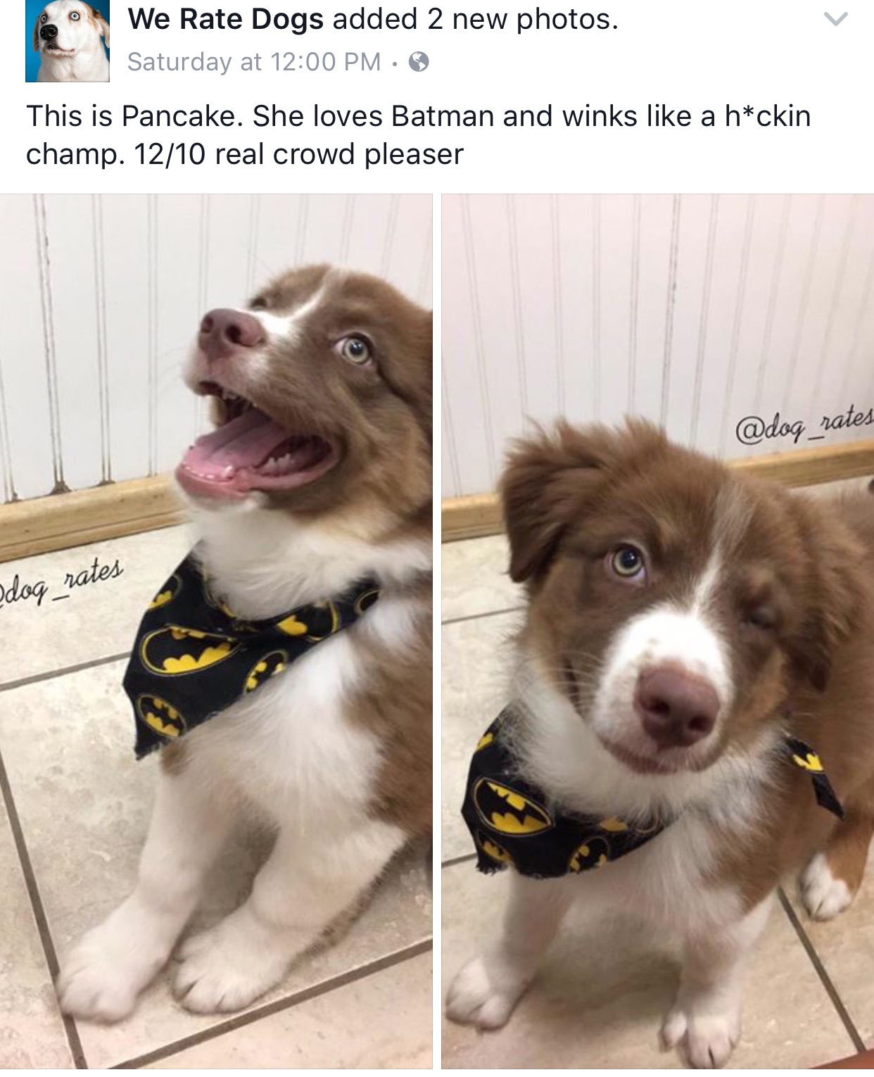 Dog Lovers Memes - dog meme of a puppy wearing a batman bandanna and winking