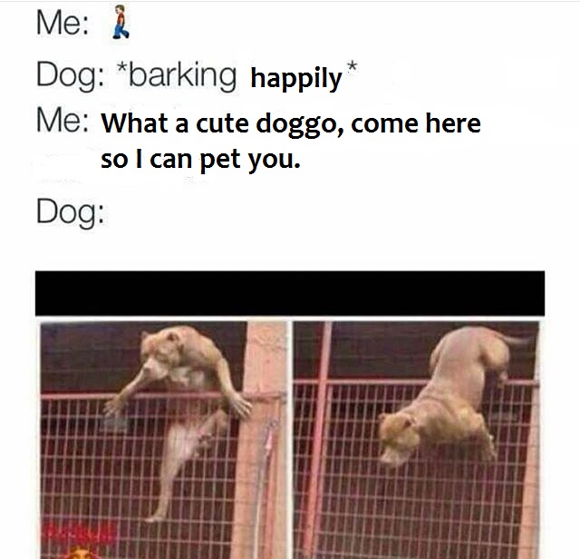 38 Memes Only Dog Lovers Will Woof At