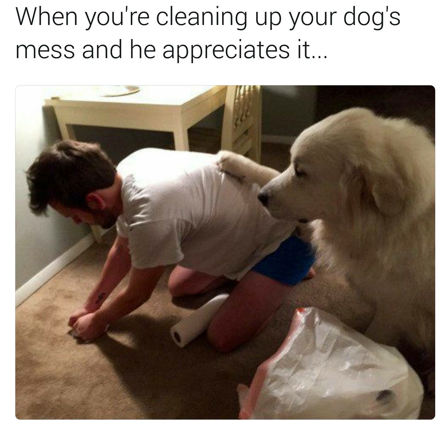 38 Memes Only Dog Lovers Will Woof At