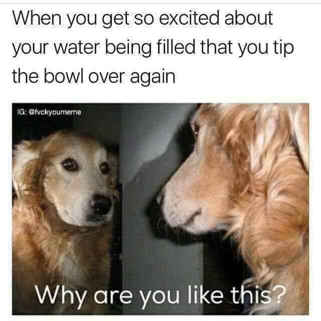 meme funny animal memes - When you get so excited about your water being filled that you tip the bowl over again Ig Why are you this?