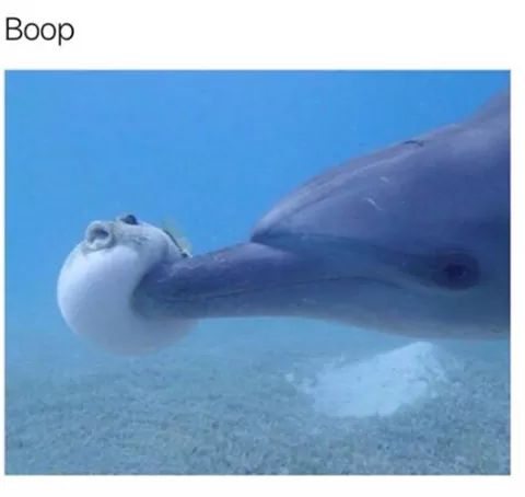 memes  - boop meme dolphin -