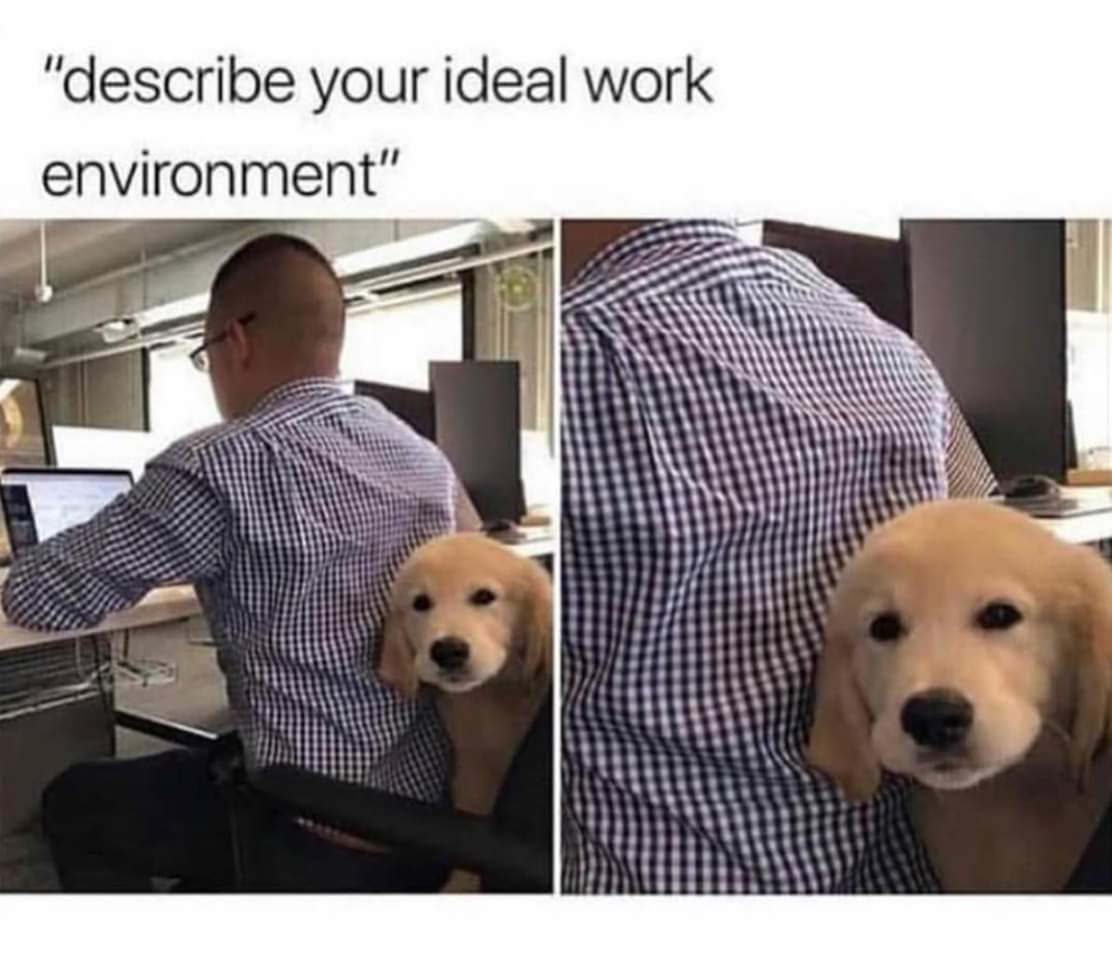 memes  - describe your ideal work environment - "describe your ideal work environment"