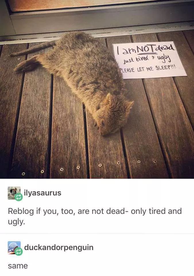 memes  - i m not dead just ugly - lam Not dead just tired 3 ugly Please Let Me Sleep!!! ilyasaurus Reblog if you, too, are not deadonly tired and ugly. duckandorpenguin same