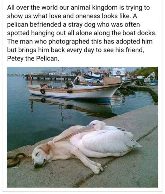 memes  - dog and pelican - All over the world our animal kingdom is trying to show us what love and oneness looks . A pelican befriended a stray dog who was often spotted hanging out all alone along the boat docks. The man who photographed this has adopte