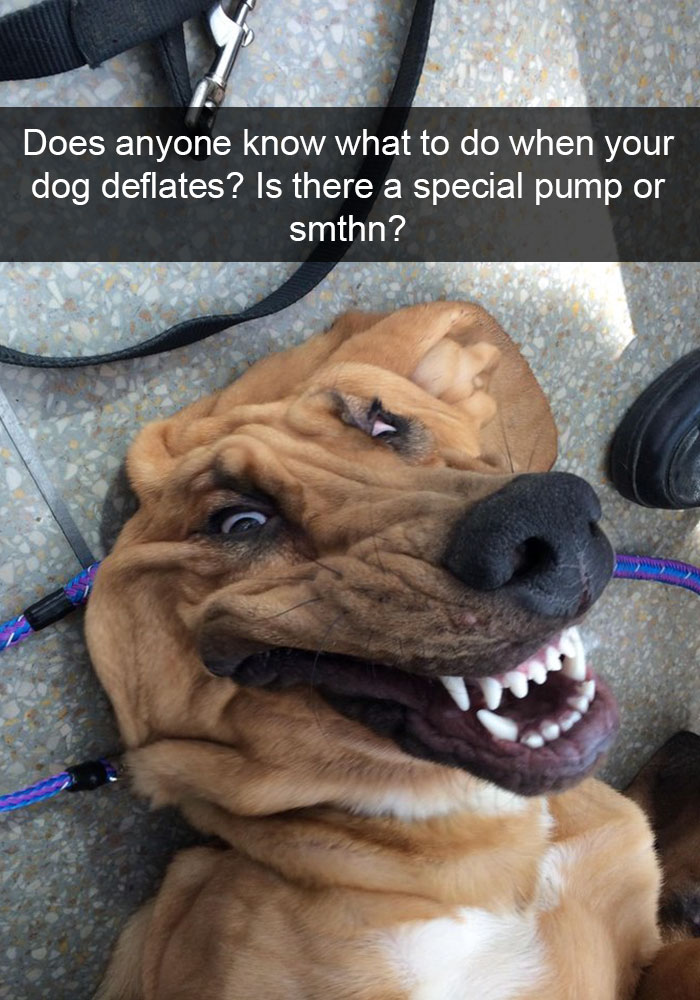 funny dog memes - Does anyone know what to do when your dog deflates? Is there a special pump or smthn?