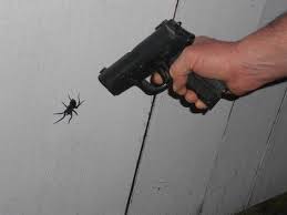 spider and gun