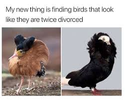 birbs memes - My new thing is finding birds that look they are twice divorced