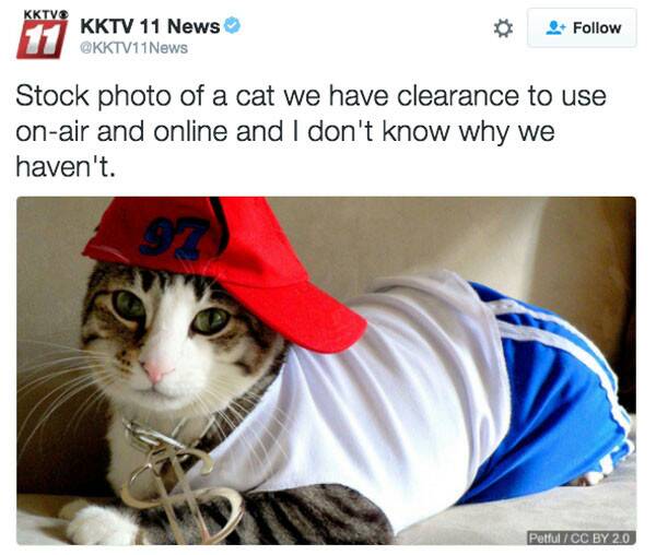 animals with halloween costumes - Kktv Kktv 11 News News Stock photo of a cat we have clearance to use onair and online and I don't know why we haven't. Petful Cc By 2.0