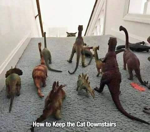 dank meme about keep the cat downstairs - How to keep the Cat Downstairs
