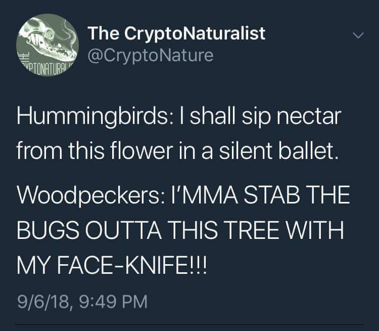 dank meme about Meme - The CryptoNaturalist Tvotonatura Hummingbirds I shall sip nectar from this flower in a silent ballet. Woodpeckers I'Mma Stab The Bugs Outta This Tree With My FaceKnife!!! 9618,
