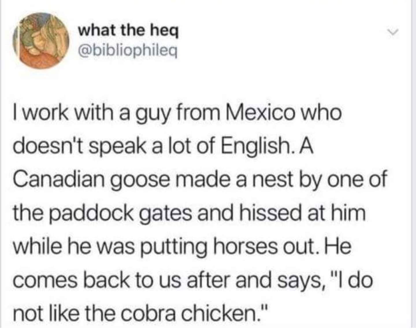 document - what the heq I work with a guy from Mexico who doesn't speak a lot of English. A Canadian goose made a nest by one of the paddock gates and hissed at him while he was putting horses out. He comes back to us after and says, "I do not the cobra c