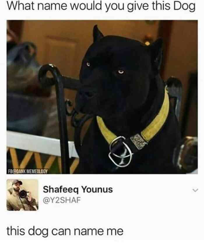 dank meme about name would you give this dog - What name would you give this Dog Fb Quank Memeolog Shafeeq Younus this dog can name me