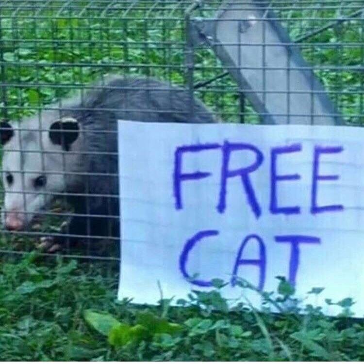 dank meme about free to a good home - Free Cat