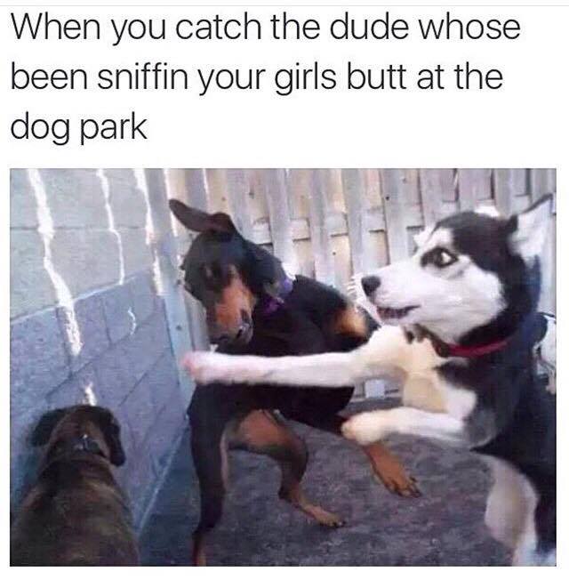 dank meme about don t mess with my dog - When you catch the dude whose been sniffin your girls butt at the dog park