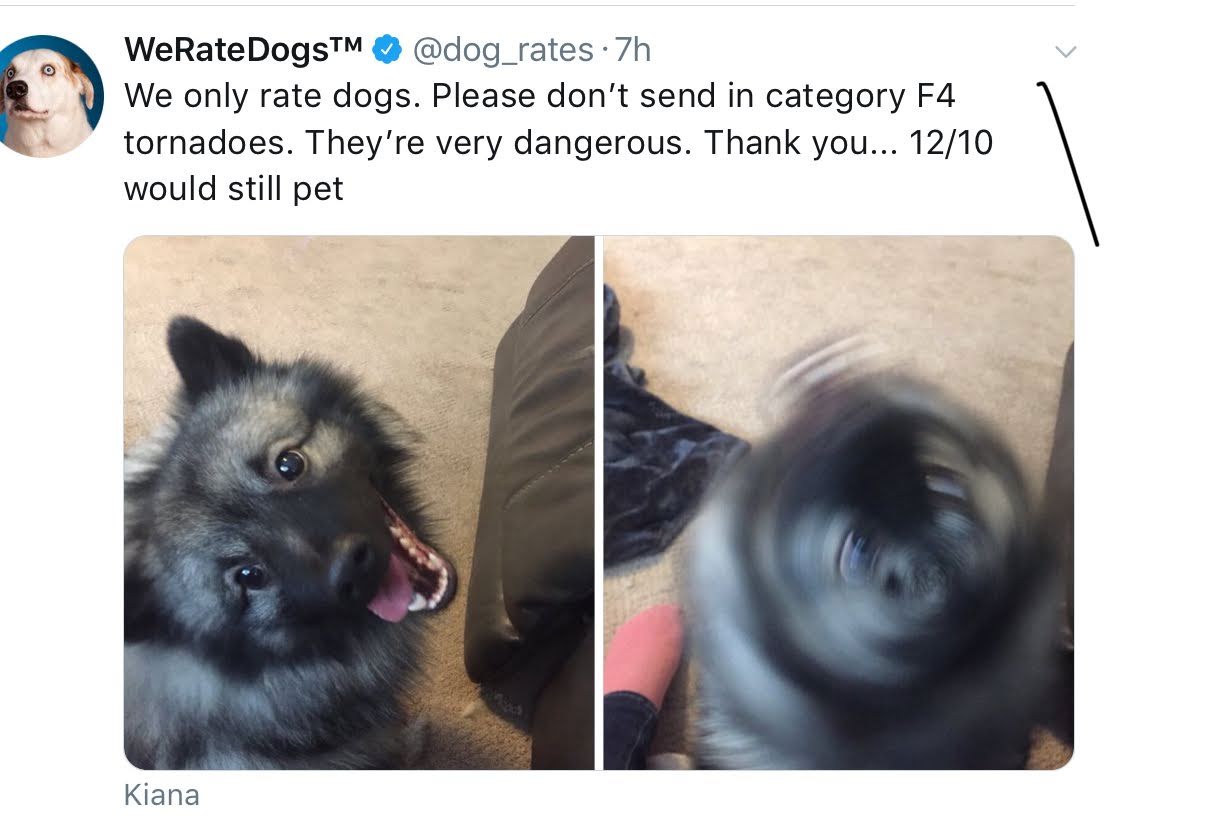 dank meme about cheezburger joke we rate dogs memes - WeRate DogsTM 7h We only rate dogs. Please don't send in category F4 tornadoes. They're very dangerous. Thank you... 1210 would still pet Kiana