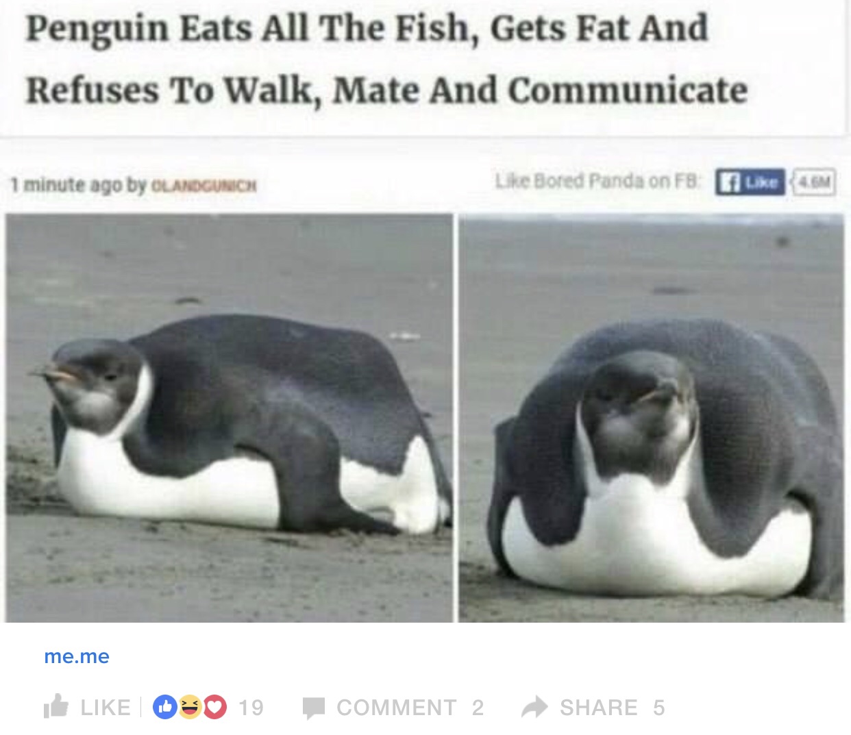 meme - penguin eats all the fish gets fat - Penguin Eats All The Fish, Gets Fat And Refuses To Walk, Mate And Communicate 1 minute ago by Olandgunich Bored Panda on F8 . me.me I 19 Comment 2 5