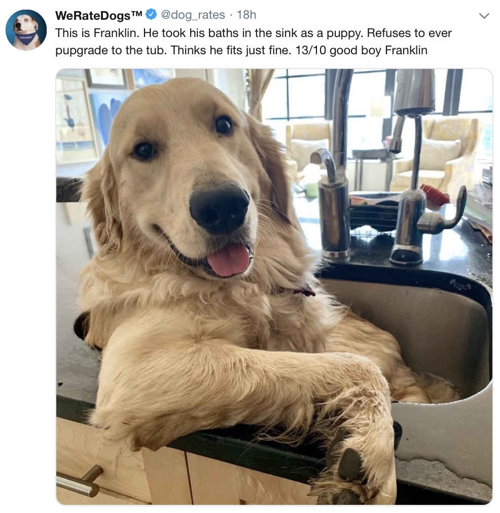 memes-  golden retriever - WeRateDogsTM rates 18h This is Franklin. He took his baths in the sink as a puppy. Refuses to ever pupgrade to the tub. Thinks he fits just fine. 1310 good boy Franklin