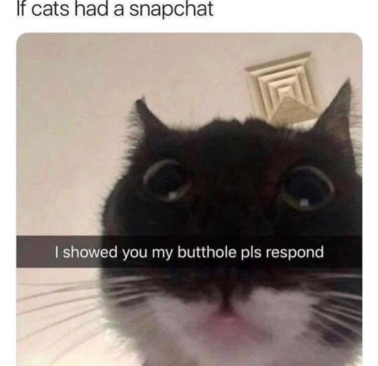 showed you my butthole please respond - If cats had a snapchat I showed you my butthole pls respond