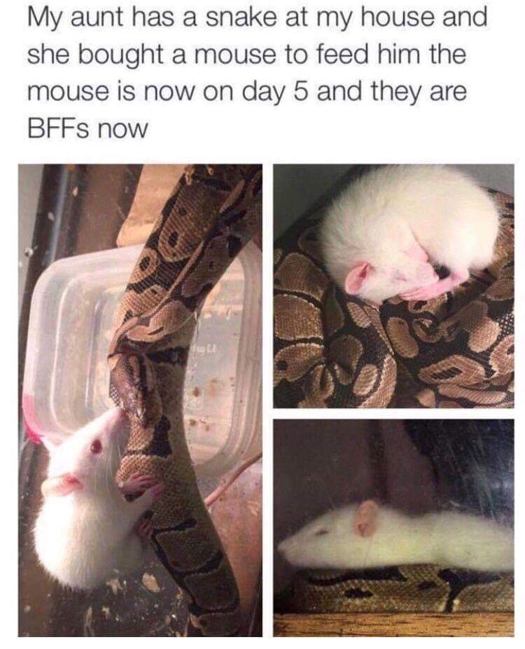 memes - mouse eats snake - My aunt has a snake at my house and she bought a mouse to feed him the mouse is now on day 5 and they are BFFs now
